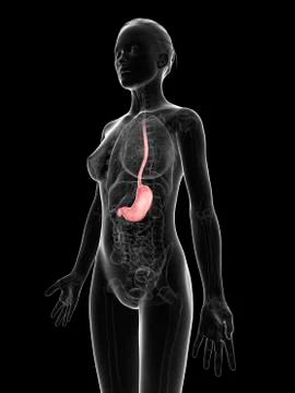 Healthy stomach, artwork Stock-Illustration