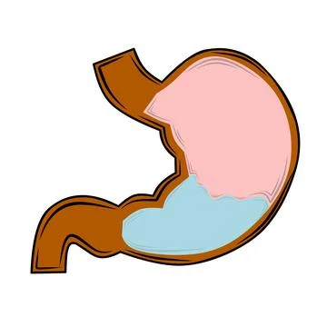 Healthy stomach vector icon Stock Illustration