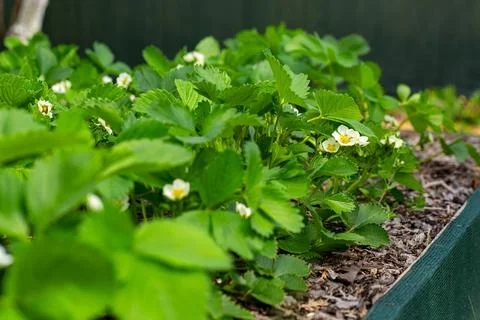 Healthy strawberry patch with blossoms in spring Stock Photos