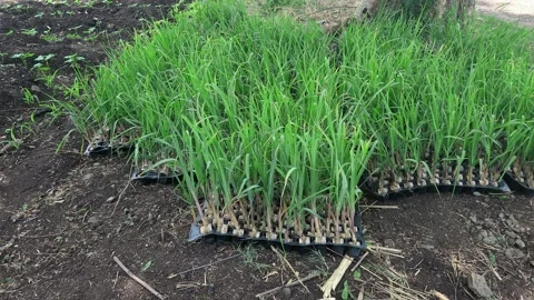 Healthy sugarcane saplings in recyclable plastic seedling trays, ready for pre-m Видео 336365551