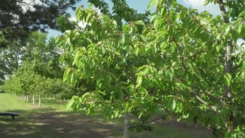 Healthy sweet cherry tree (Prunus avium) in a sunny orchard Stock Footage 337952005
