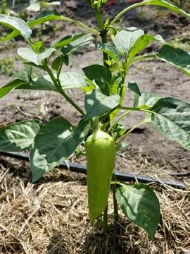Healthy Sweet Pepper Plant with Developing Green Fruit in Vegetable Garden Stock Photos
