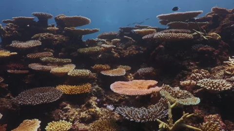 Healthy table corals and branching corals form a diverse reef ecosystem beneath Stock Footage 338075315