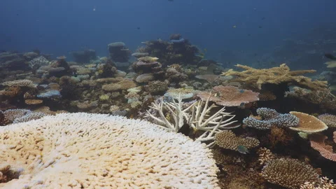 Healthy table corals and branching corals form a vibrant reefscape in the Stock Footage 338075859