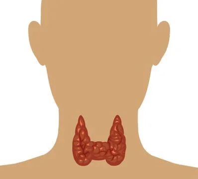 Healthy thyroid gland isolate on a white background. Vector. Head and throat Stock Illustration