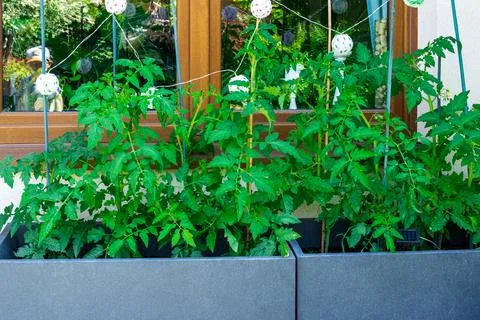 Healthy tomato plants growing in rectangular pots on a window ledge. Stock Photos