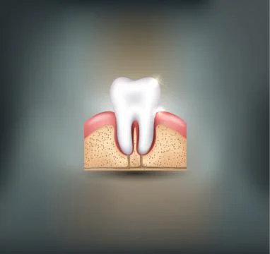 Healthy tooth, gums and bone Stock Illustration