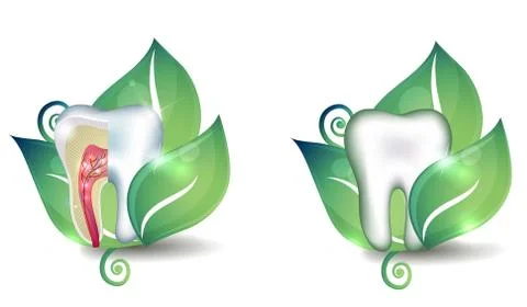 Healthy tooth set Stock Illustration