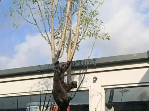 Healthy Tree Against Blue Sky in Urban Backyard Foto stock
