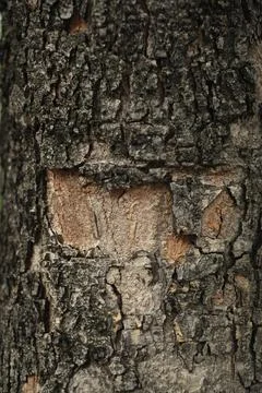 Healthy tree bark in the forest Foto stock