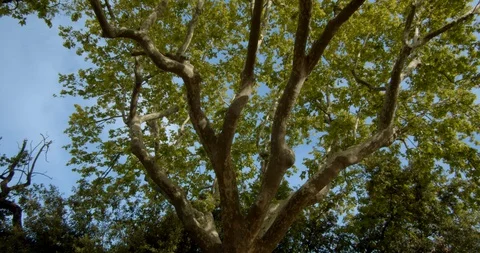 Healthy Tree Video stock 129788597