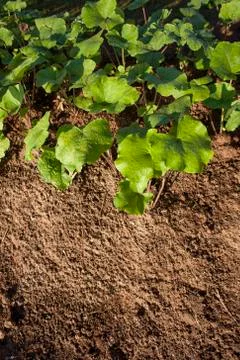 Healthy tree growing in soil pattern Stock Photos