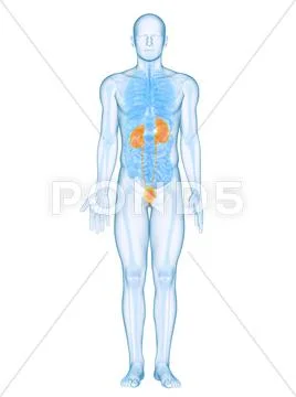 Healthy urinary system, artwork Stock Illustration