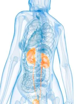 Healthy urinary system, artwork Stock Illustration