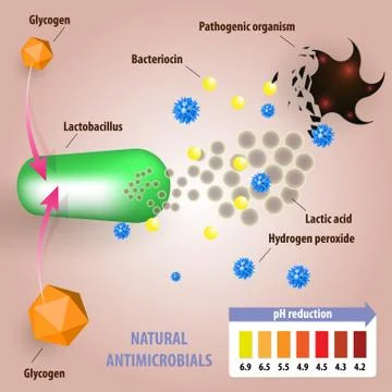 Healthy vaginal microflora Stock Illustration