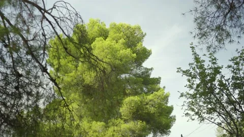 Healthy, vibrant large pine tree in front of bright blue sky Stock Footage 160983391
