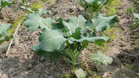 Healthy Young Broccoli Crop 库存影片 332582644