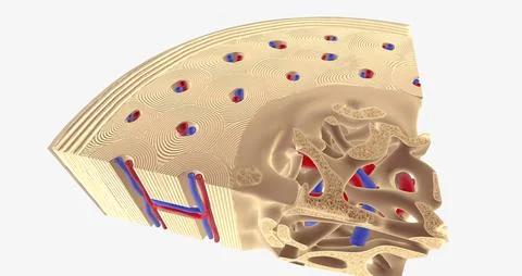 The Healty Bone Cross Section Stock Illustration