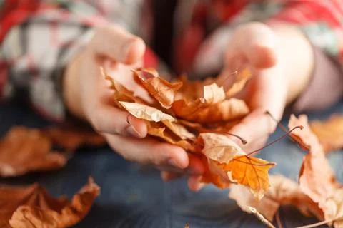 Heap of autumn leaf in hands Stock Photos