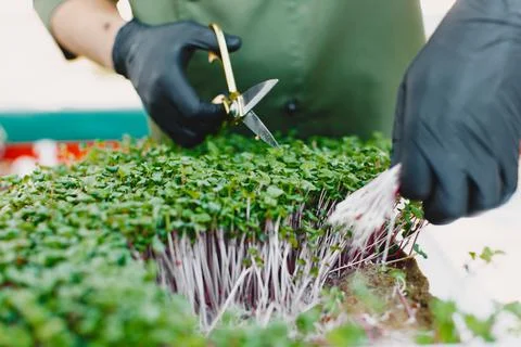 Heap of beet micro greens on table background Stock Photos