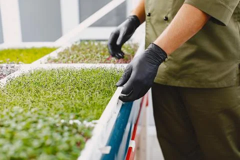Heap of beet micro greens on table background Stock Photos