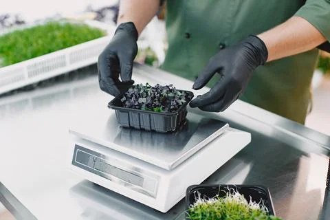 Heap of beet micro greens on table background Stock Photos