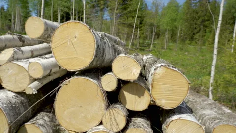 The heap of birch tree logs on the forest ground Stock Footage 138588134