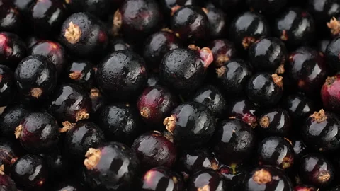 Heap of black currant close up, rotation Video stock 282582583