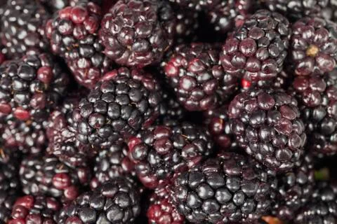 Heap of blackberries Stock Photos