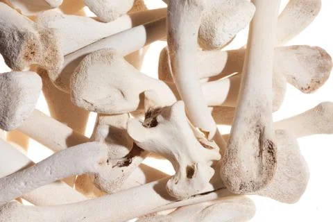 Heap of bones Stock Photos