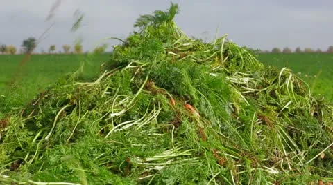 Heap Of Carrots 库存影片 22304372