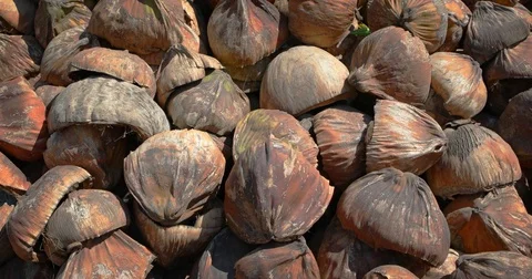 Heap of Coconut Husks, Drying in the Sun in Bali Video stock 76036167