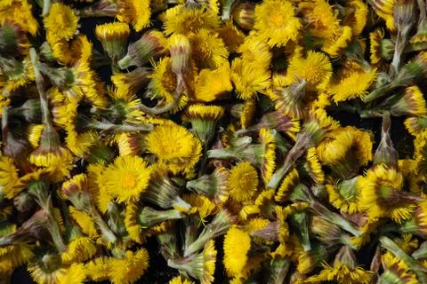 A heap of Coltsfoot Stock Photos