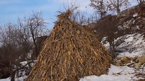 Heap of corn cobs: countryside winter Stock Footage 72880117