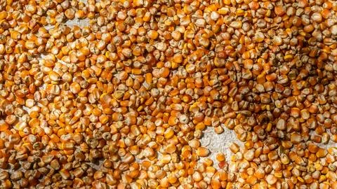 Heap of corn kernels as background Stock Photos