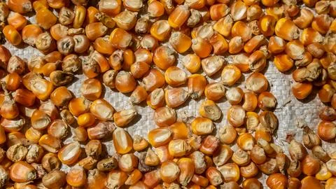 Heap of corn kernels as background Stock Photos