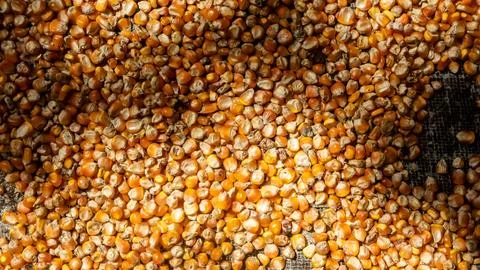 Heap of corn kernels as background Stock Photos