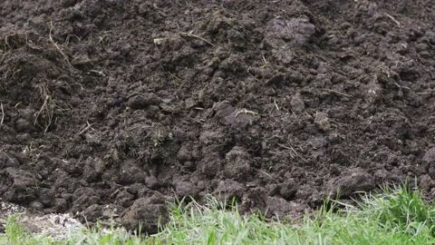 A heap of cow dung. Video stock 92525503