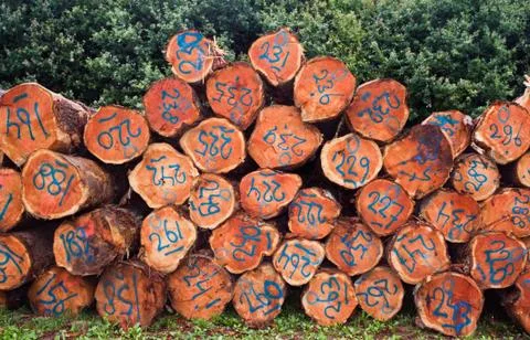 Heap of cut pine trees Stock Photos