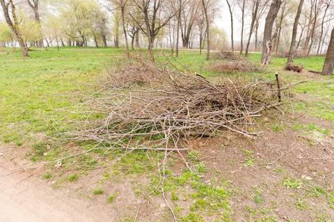 Heap of Cut Tree Branches 스톡 사진
