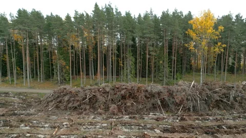 The heap of the cut trees on the side of the forest in Estonia Stock Footage 229892539