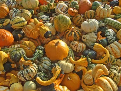 Heap of decorative pumpkins 写真素材