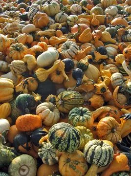 Heap of decorative pumpkins Foto stock