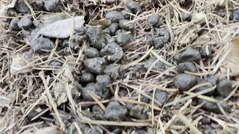 Heap of deer manure in forest Stock Footage 329179892