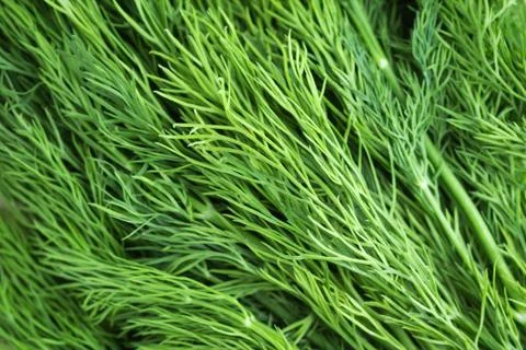 Heap of dill closeup Stock Photos