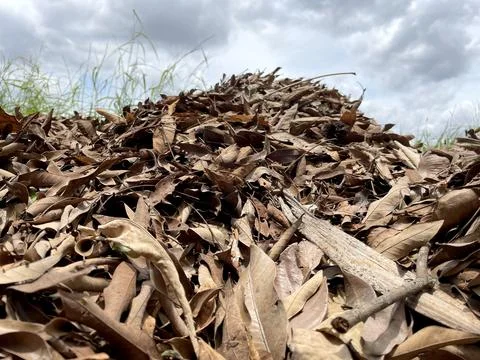 Heap of dry leaf trash on a cloudy sky background Stock Photos