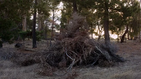 Heap of dry tree branches in the forest Stock Footage 94882203