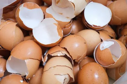 Heap of eggshell in a plastic bag. 写真素材