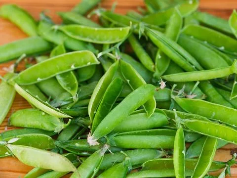 Heap of empty open green pea pods on wooden background Stock Photos