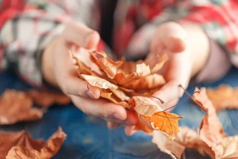 Heap of fall leaf on blue table in hands Stock Photos
